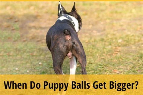 when do puppy balls go down